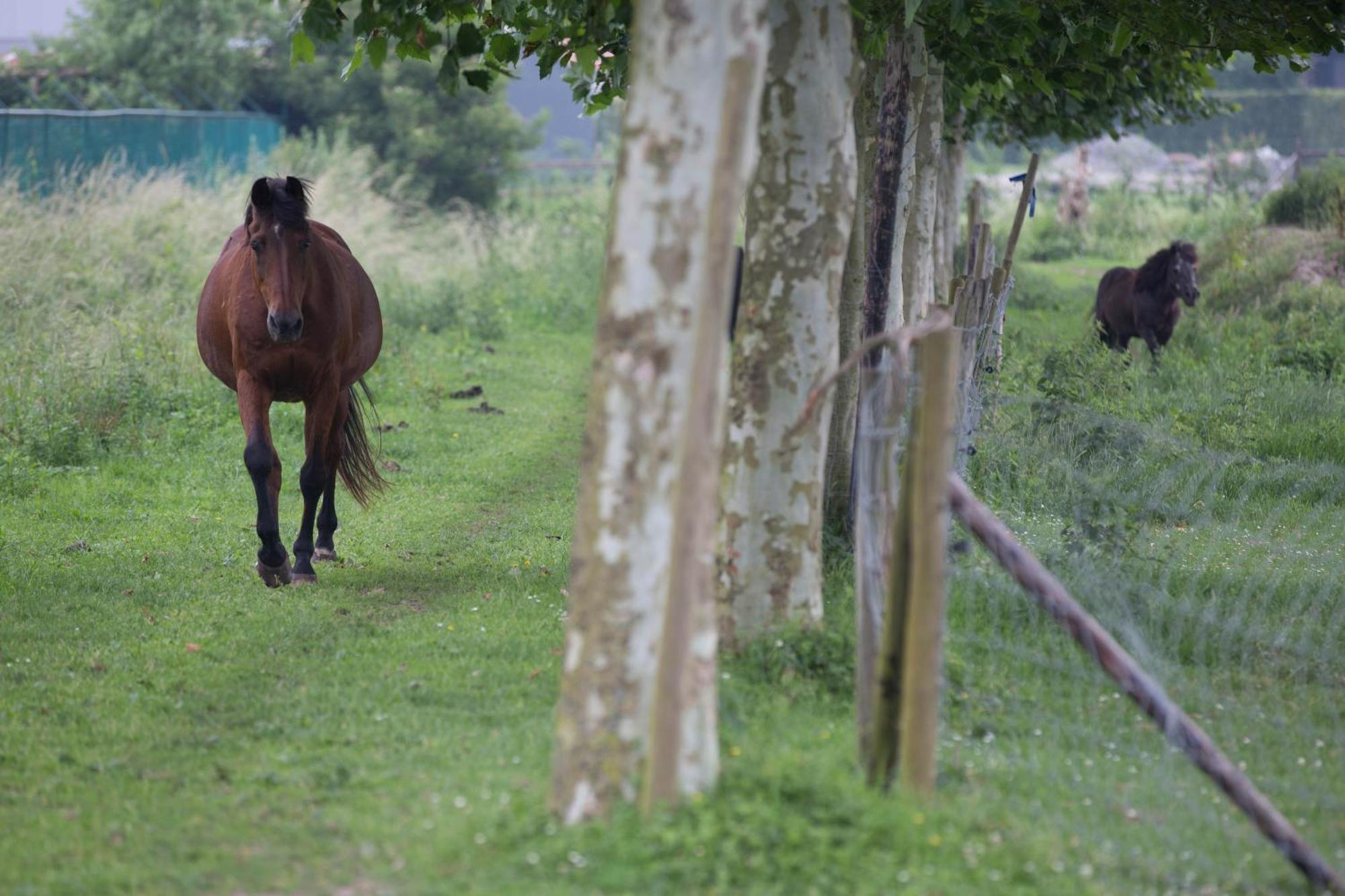 Boutique Hotel Het Zoete Zijn Borgloon Eksteriør billede